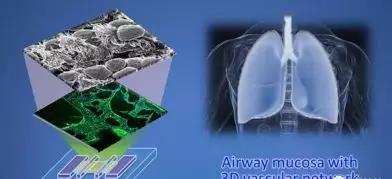 3D打印功能性气管芯片