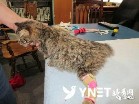 【萌宠福音】加拿大残疾猫咪通过3D打印假肢实现人生首次奔跑