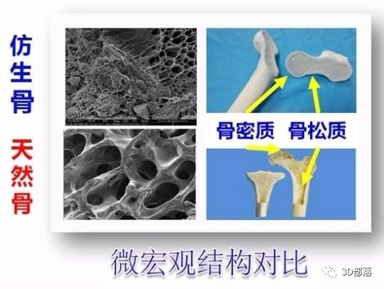 西北工业大学：3D打印活性仿生骨研究取得突破性进展