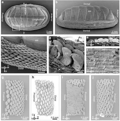 3D打印出柔性防护铠甲