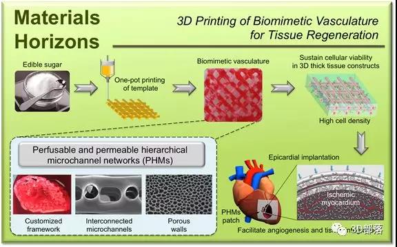 东华大学在3D打印领域再获突破：3D打印构建仿生血管网络，促进组织再生