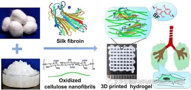 东华大学：丝素蛋白与氧化纤维素结合用于3D打印组织工程支架