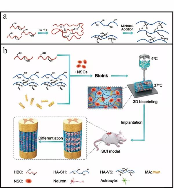 苏州纳米所张智军团队在生物3D打印用于脊髓损伤修复研究方面获进展