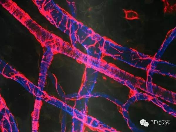 日本科学家3D打印出血管及可用于神经再生的组织