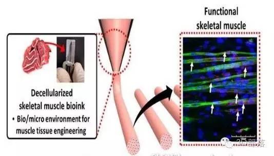 韩国用3D打印技术成功制造肌肉
