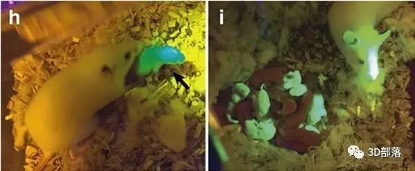 美国西北大学最新成果：植入3D打印卵巢的母鼠诞下健康的小老鼠